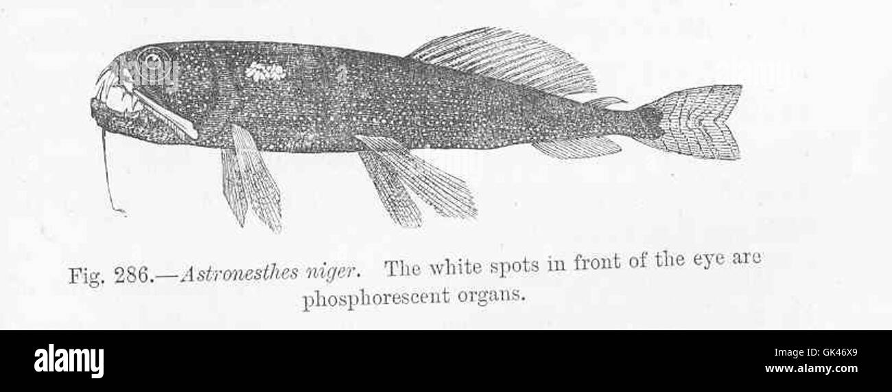 Astronesthes Niger, également connu sous le nom de la mâchoire libre noire, est une espèce de poisson d'eau profonde. Les taches blanches devant ses yeux sont des organes phosphorescents spécialisés, aidant à sa chasse nocturne et à sa communication. Banque D'Images Astronesthes Niger, également connu sous le nom de la mâchoire libre noire, est une espèce de poisson d'eau profonde. Les taches blanches devant ses yeux sont des organes phosphorescents spécialisés, aidant à sa chasse nocturne et à sa communication. Banque D'Images