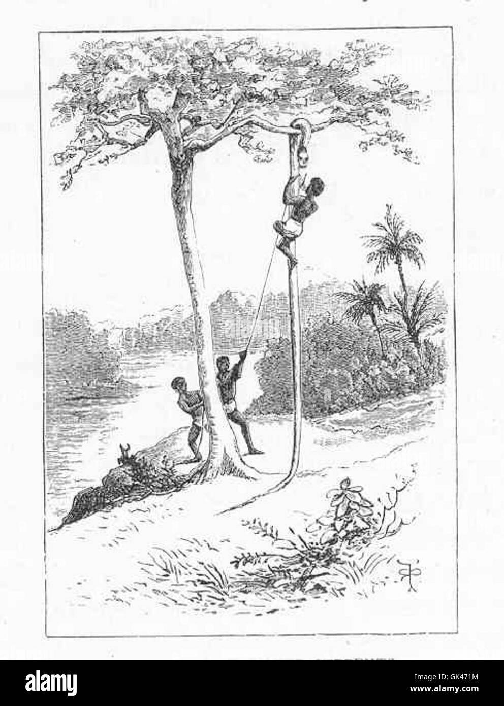 Cette image représente le processus de dépouillement des Uji ou des serpents d'eau, une pratique historiquement pratiquée à diverses fins, y compris l'utilisation de leurs peaux pour des vêtements ou des outils. Banque D'Images