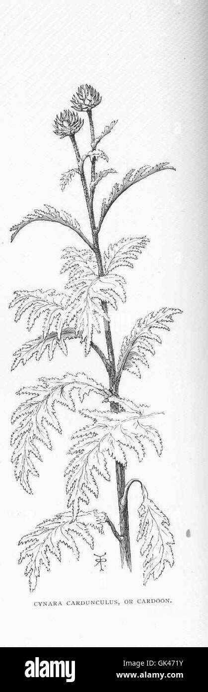 Cynara cardunculus, communément appelé cardon, est une plante ressemblant au chardon originaire de la région méditerranéenne. Il est cultivé pour ses tiges comestibles et ses boutons floraux, couramment utilisés dans la cuisine et les plats traditionnels. Banque D'Images