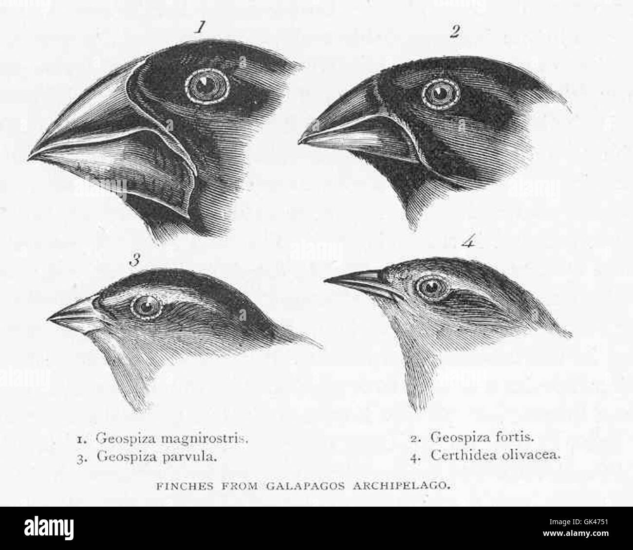 Les pinsons de l'archipel des Galapagos sont un groupe d'oiseaux bien connu, célèbre pour ses études par Charles Darwin. Ces pépins ont joué un rôle clé dans sa théorie de l'évolution par sélection naturelle. Banque D'Images