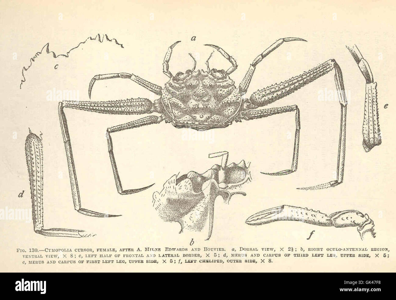 47560 Curseur Cymopolia, femme, après un Milne Edwards et Bouvier, un vidw dorsale ; b, syndrome oculo-Droit région antennaire, vue ventrale ; c Banque D'Images