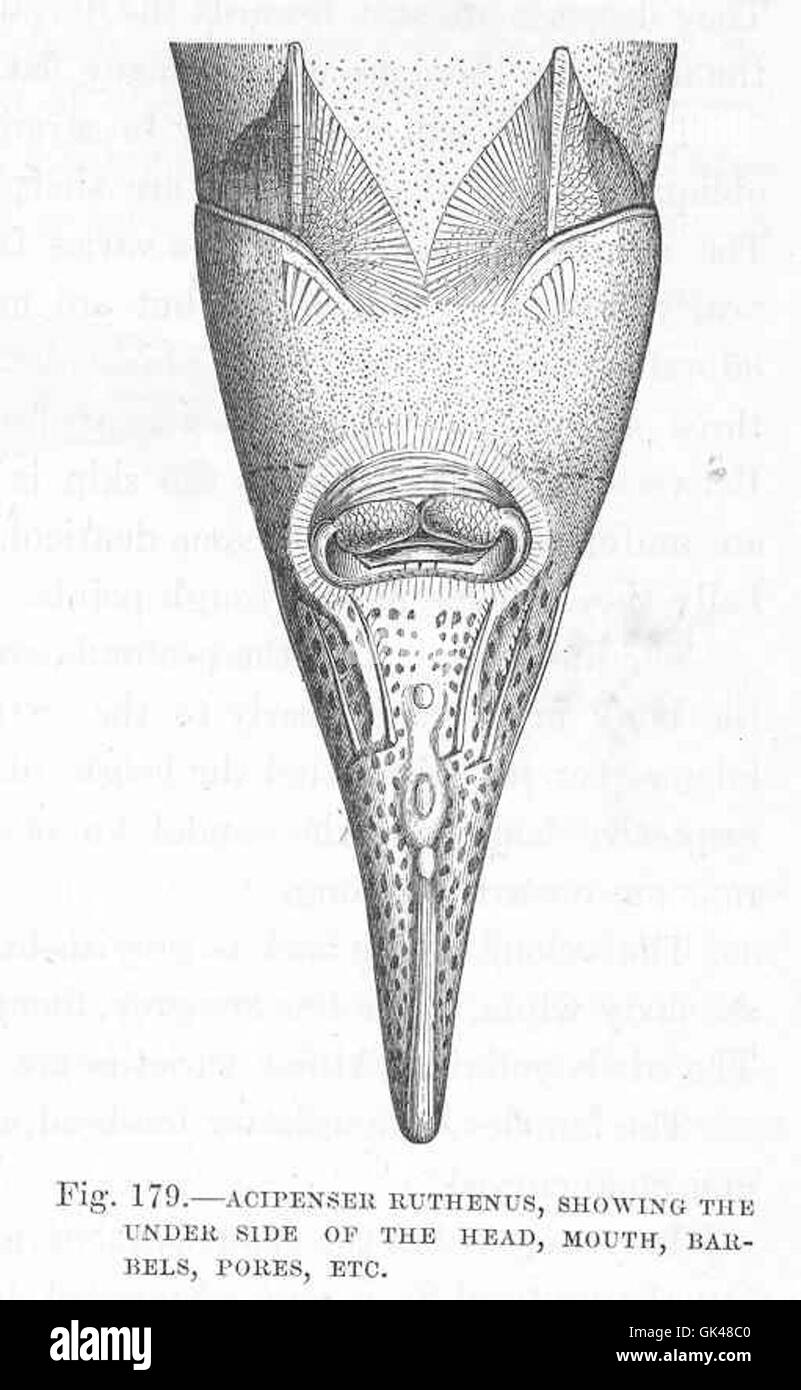Acipenser ruthenus, ou sterlet, est une espèce d'esturgeon. Cette image montre le dessous de la tête, y compris les détails de la bouche, des barbillons et des pores sensoriels, qui sont essentiels à son alimentation et à ses interactions environnementales. Banque D'Images