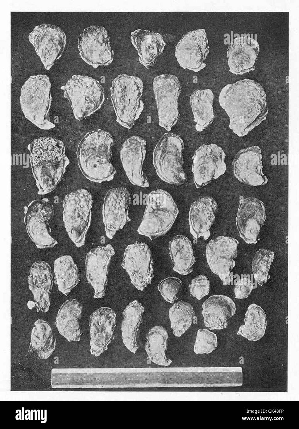 Ce document historique documente les huîtres prélevées à Harbor Island Plant en 1906 après avoir été cultivées pendant 25 mois. Il reflète les pratiques aquacoles précoces dans l'ostréiculture. Banque D'Images