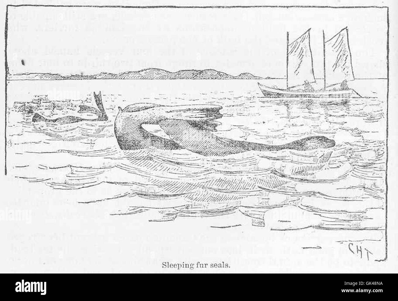 Des phoques à fourrure sont montrés dormant sur un rivage rocheux. Ces mammifères marins sont souvent transportés en colonies pour se reposer, surtout pendant la saison de reproduction, où ils sont protégés des prédateurs. Banque D'Images