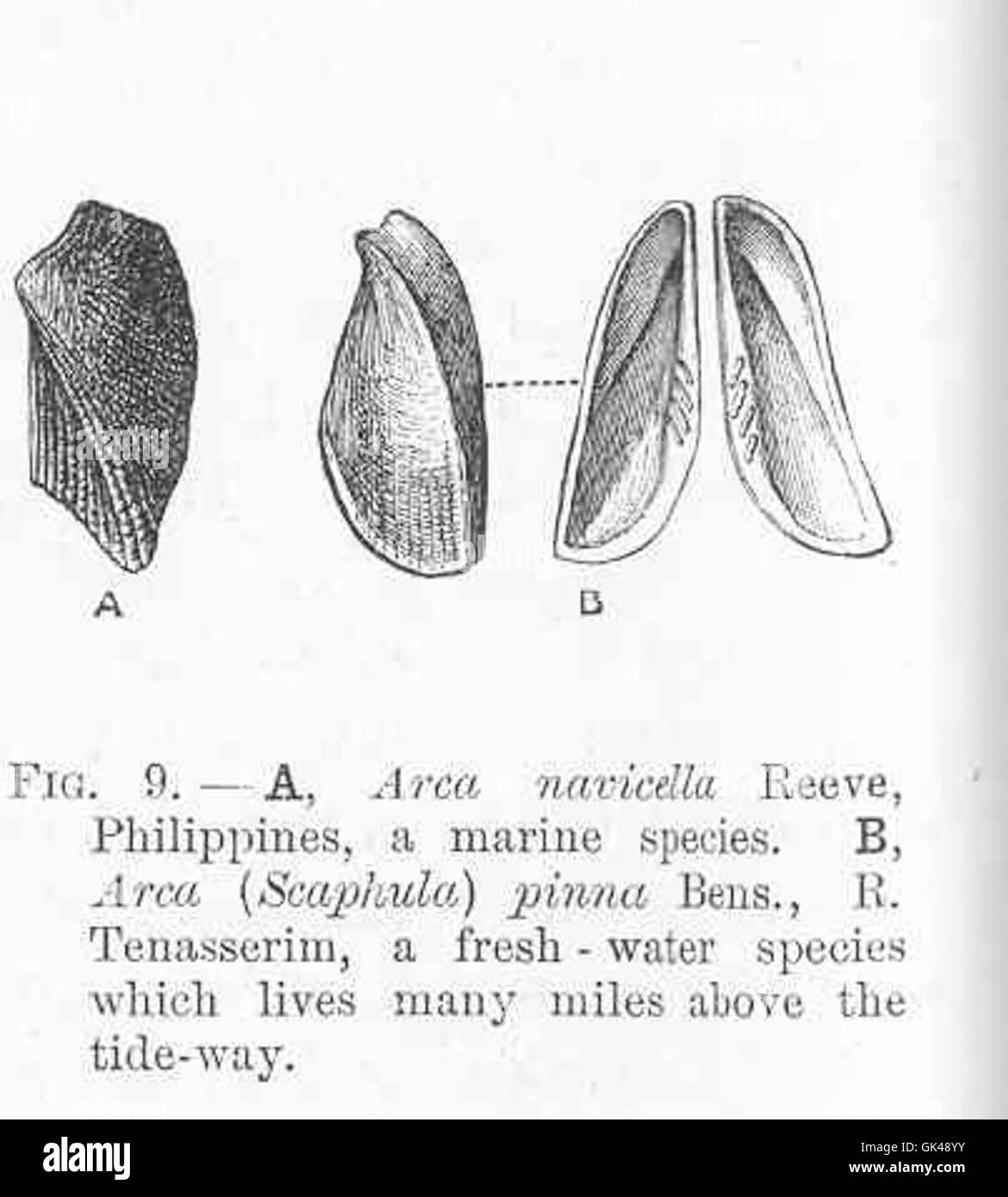 48514 AArca navicella Reeve, Philippines, une espèce marine ; B, Arca ...
