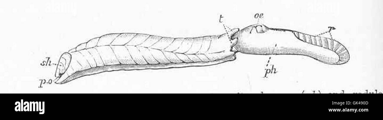 Testacella haliotidea, une espèce de limace terrestre, est montrée en saillie sur son pharynx et sa radula. Ce mollusque est remarquable pour son mécanisme d'alimentation et son anatomie uniques, y compris son orifice pulmonaire et sa coquille. Banque D'Images