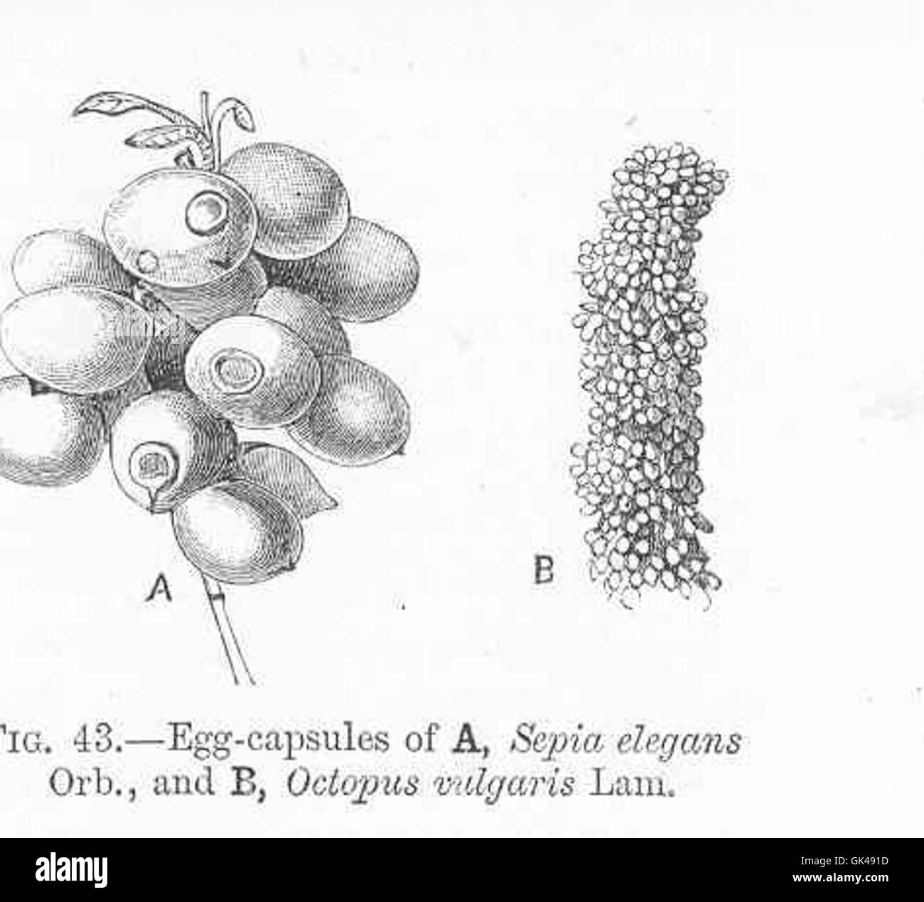 L'image montre les capsules d'oeufs de deux espèces marines : Sepia elegans (l'élégante seiche) et Octopus vulgaris (le poulpe commun). Ces capsules abritent les embryons en développement, qui finiront par éclore en céphalopodes juvéniles. Banque D'Images