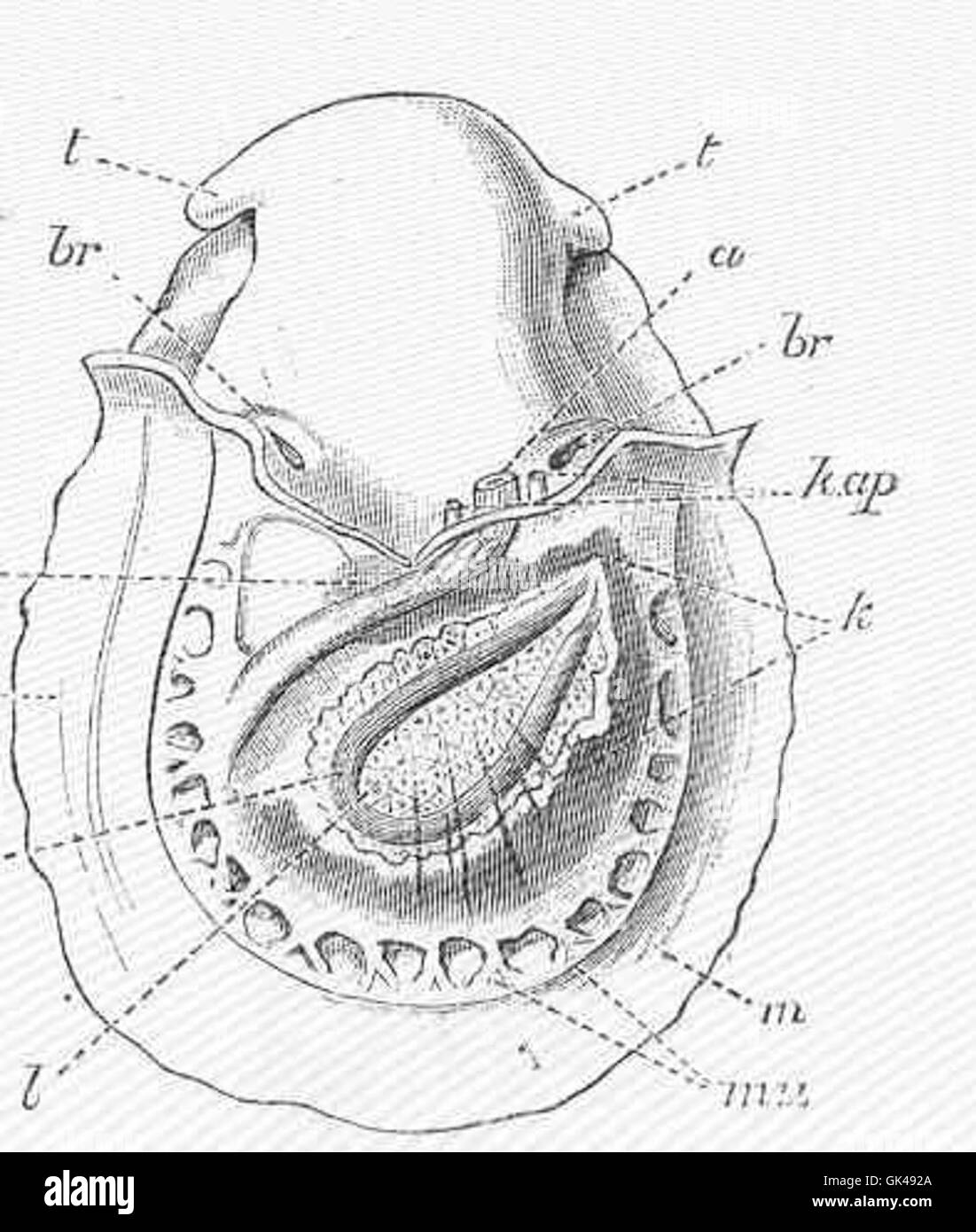 48569 Patella vulgata L, vu de la face dorsale après la dépose du réservoir et le pigment noir couvrant le tégument ; le Banque D'Images