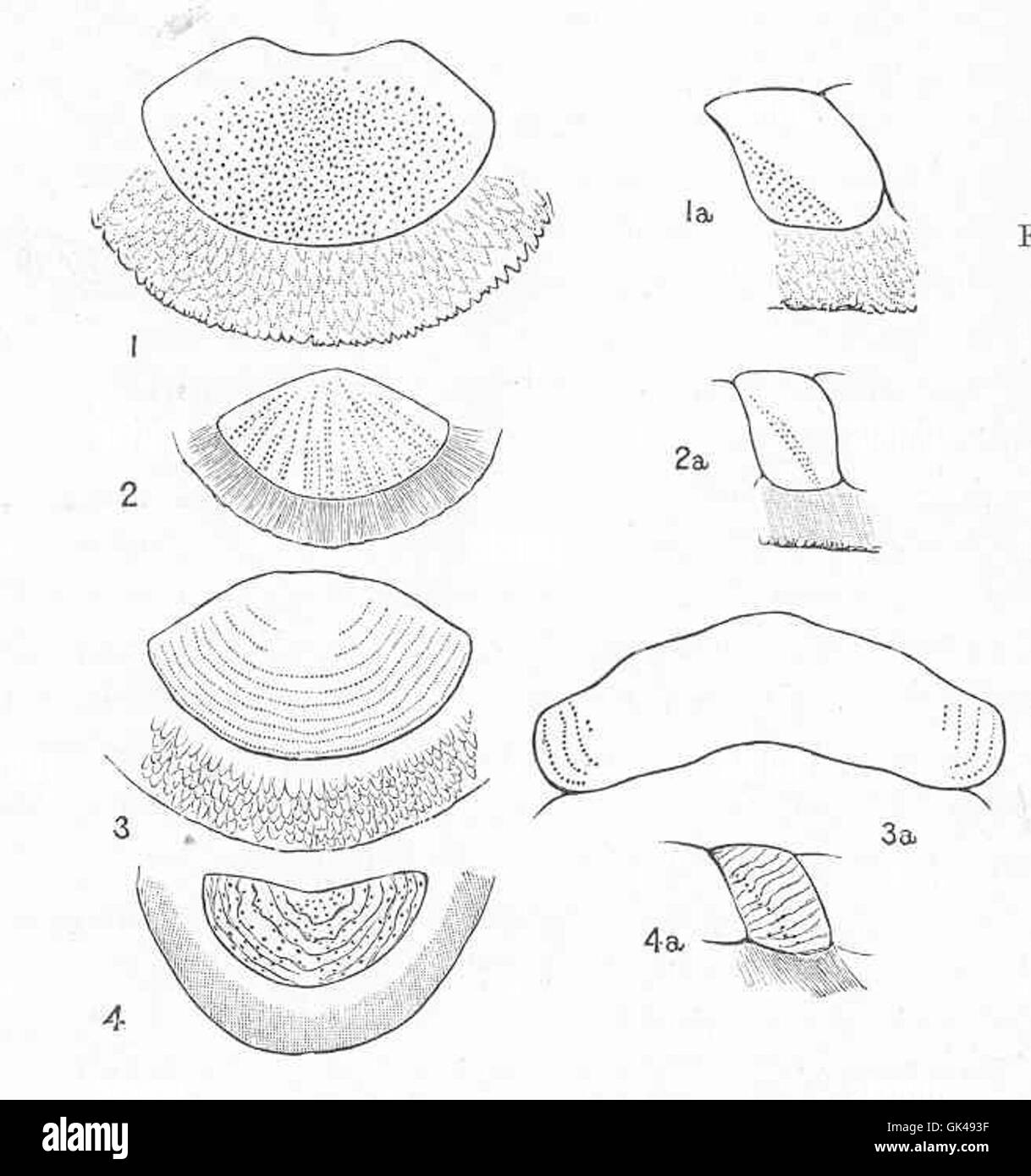 48597 yeux dorsale de Chitonidae, montrant les diverses formes d'arrangement dans les premier et quatrième de soupapes 1, 1a, Acanthropleura Banque D'Images