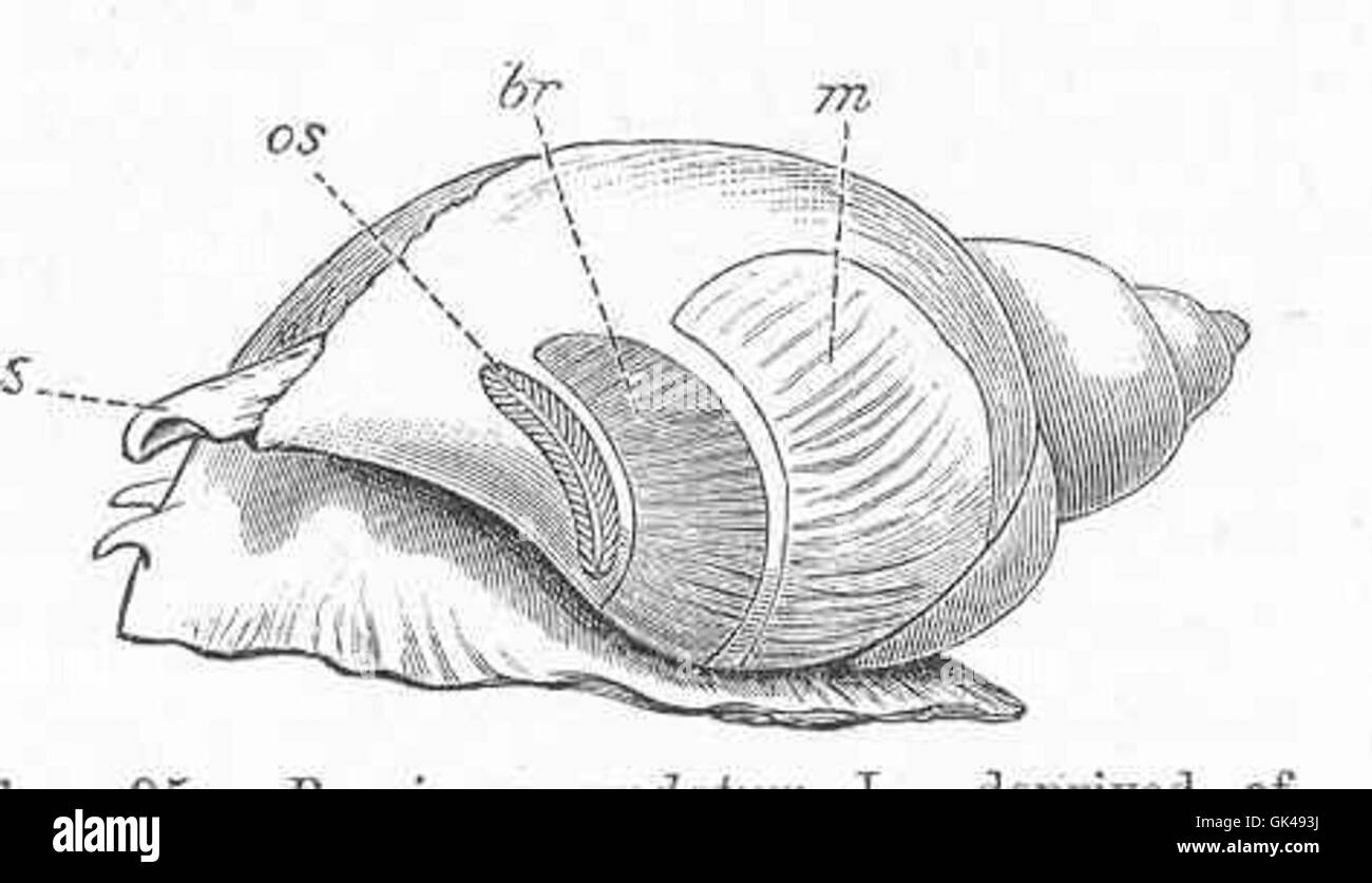 Une illustration de Buccinum undatum l, un escargot marin, montré sans sa coquille. Les caractéristiques anatomiques clés telles que les branchies (Br), l'osphradium (os) et les glandes muqueuses (m) sont étiquetées pour référence scientifique. Banque D'Images