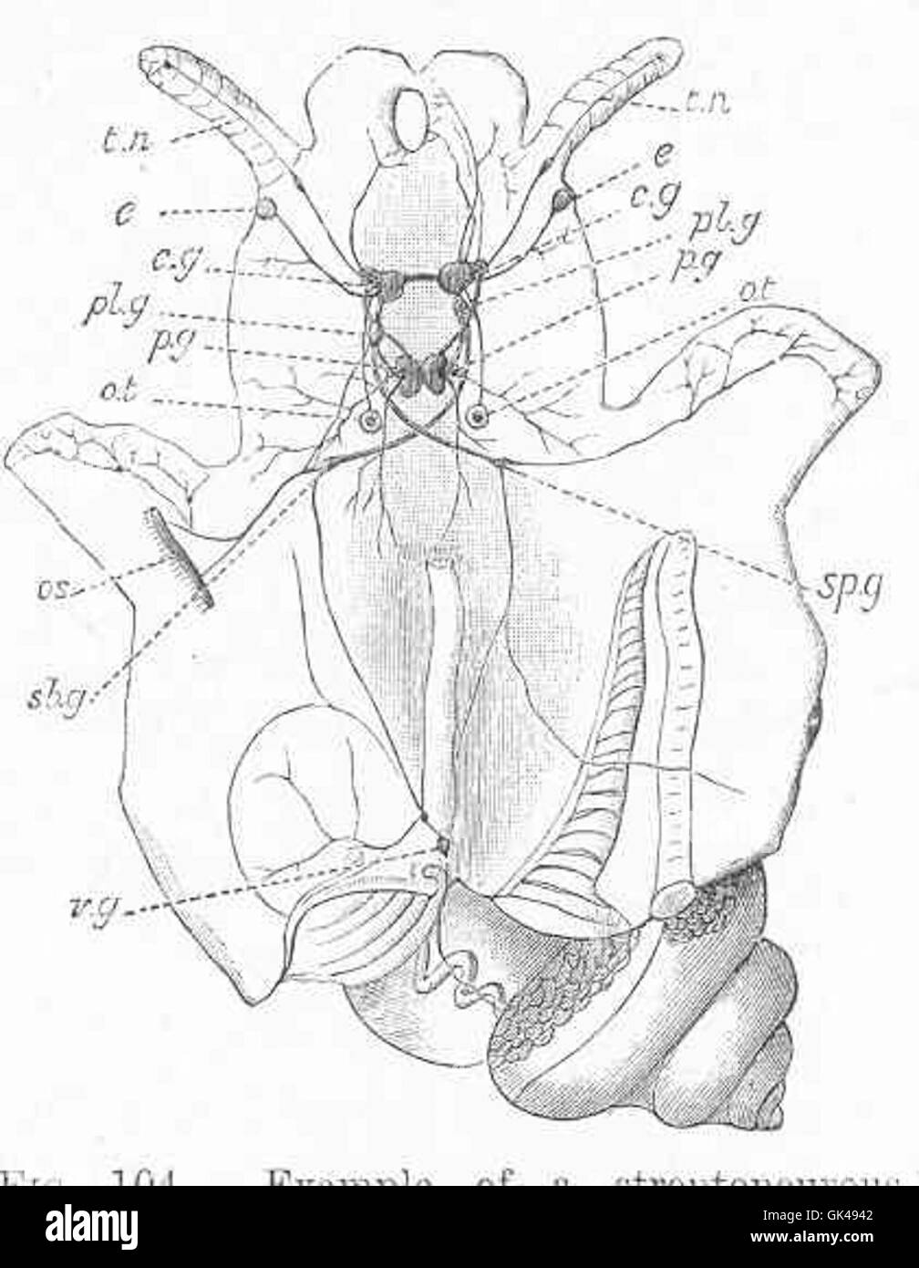 48609 Exemple d'un streptoneurones Cyclostoma elegans gastéropodes (PARD) Banque D'Images