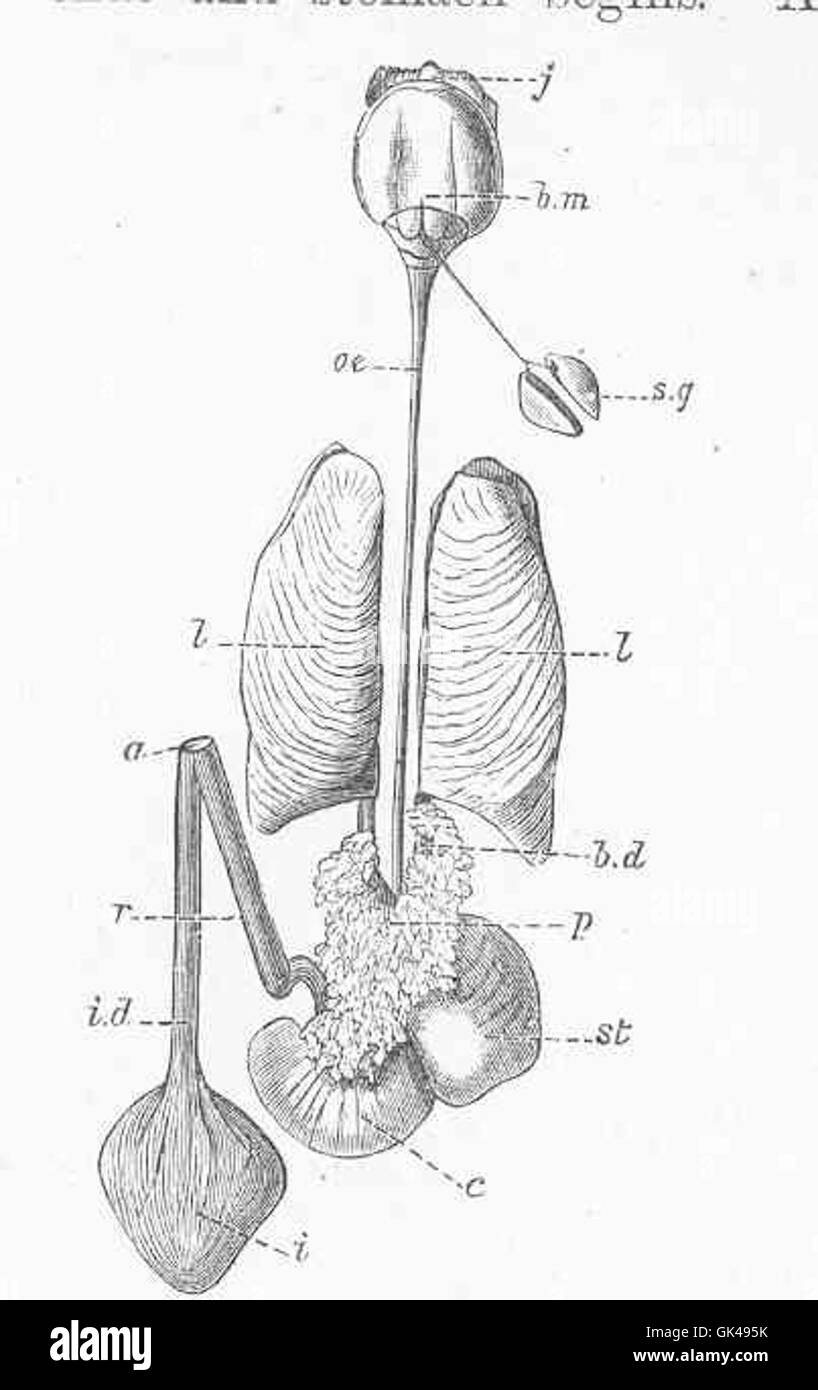 Le canal alimentaire de Sepia officinalis, ou seiche commune, montre le système digestif interne de ce céphalopode marin. La structure est vitale pour comprendre la physiologie de la seiche et les comportements alimentaires. Banque D'Images