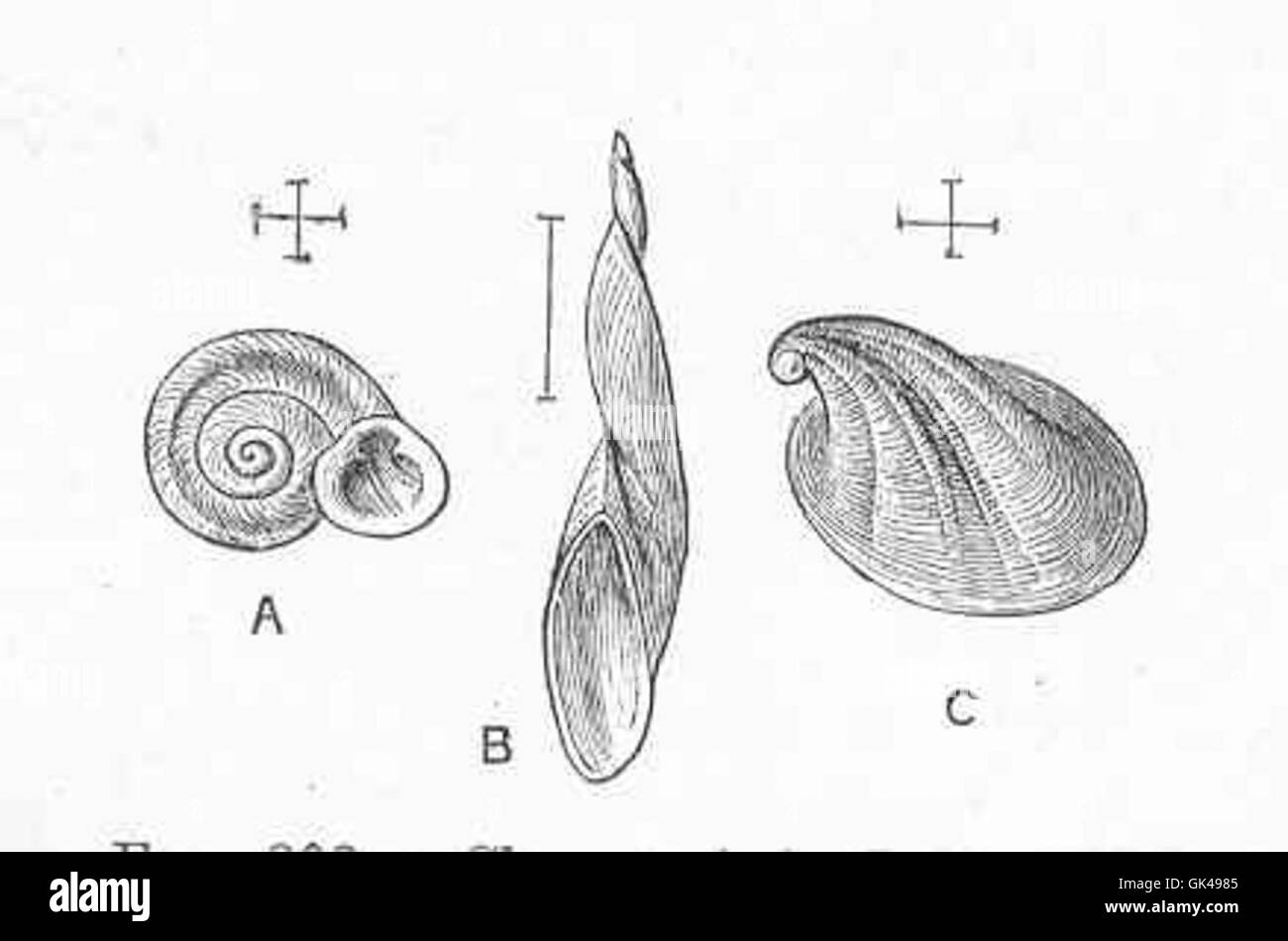 Cette image présente des mollusques caractéristiques des eaux indiennes. Les mollusques indiens sont divers et jouent un rôle essentiel dans les écosystèmes côtiers et la biodiversité marine. Banque D'Images