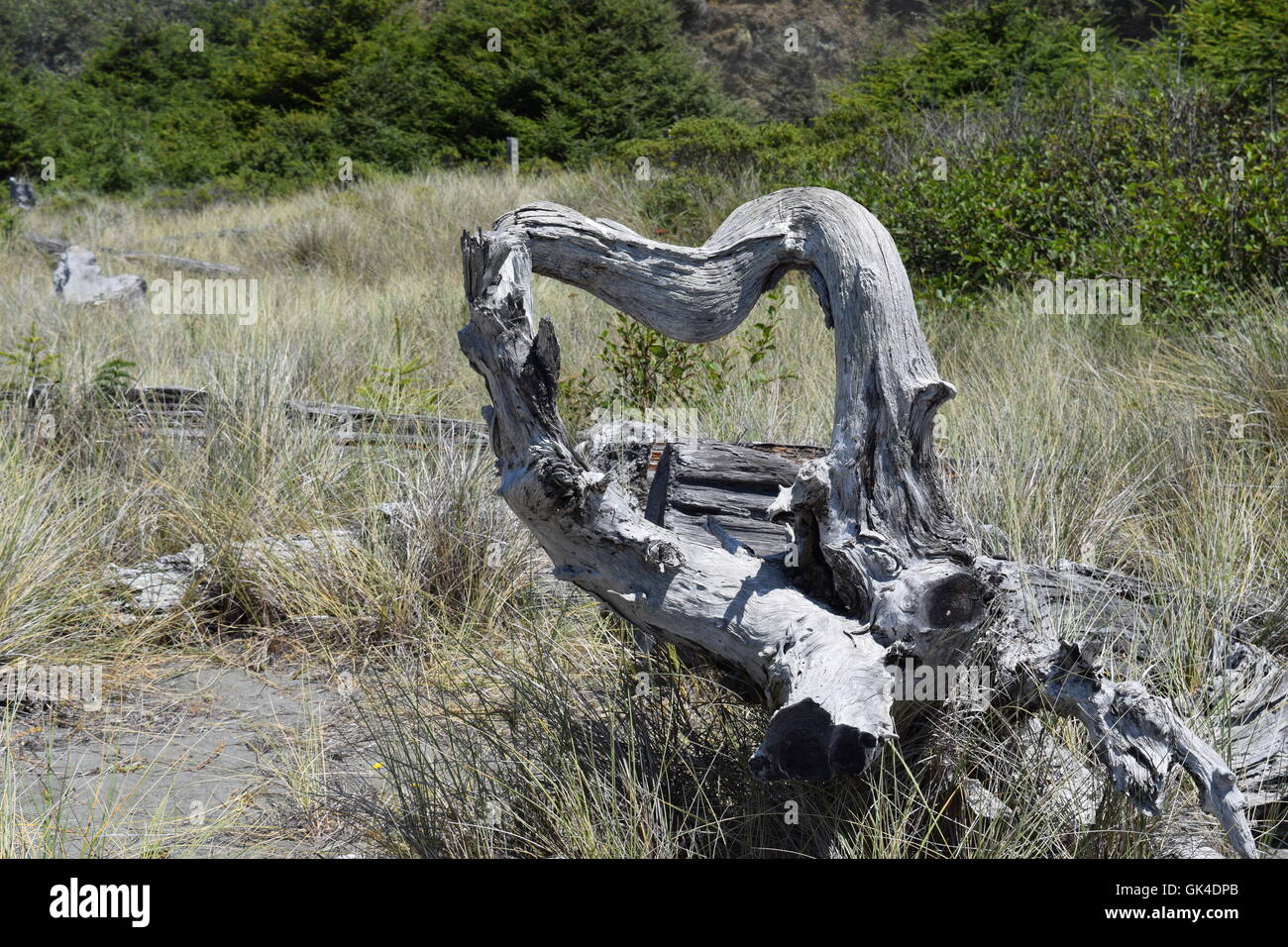 Driftwood coeur beach Banque D'Images