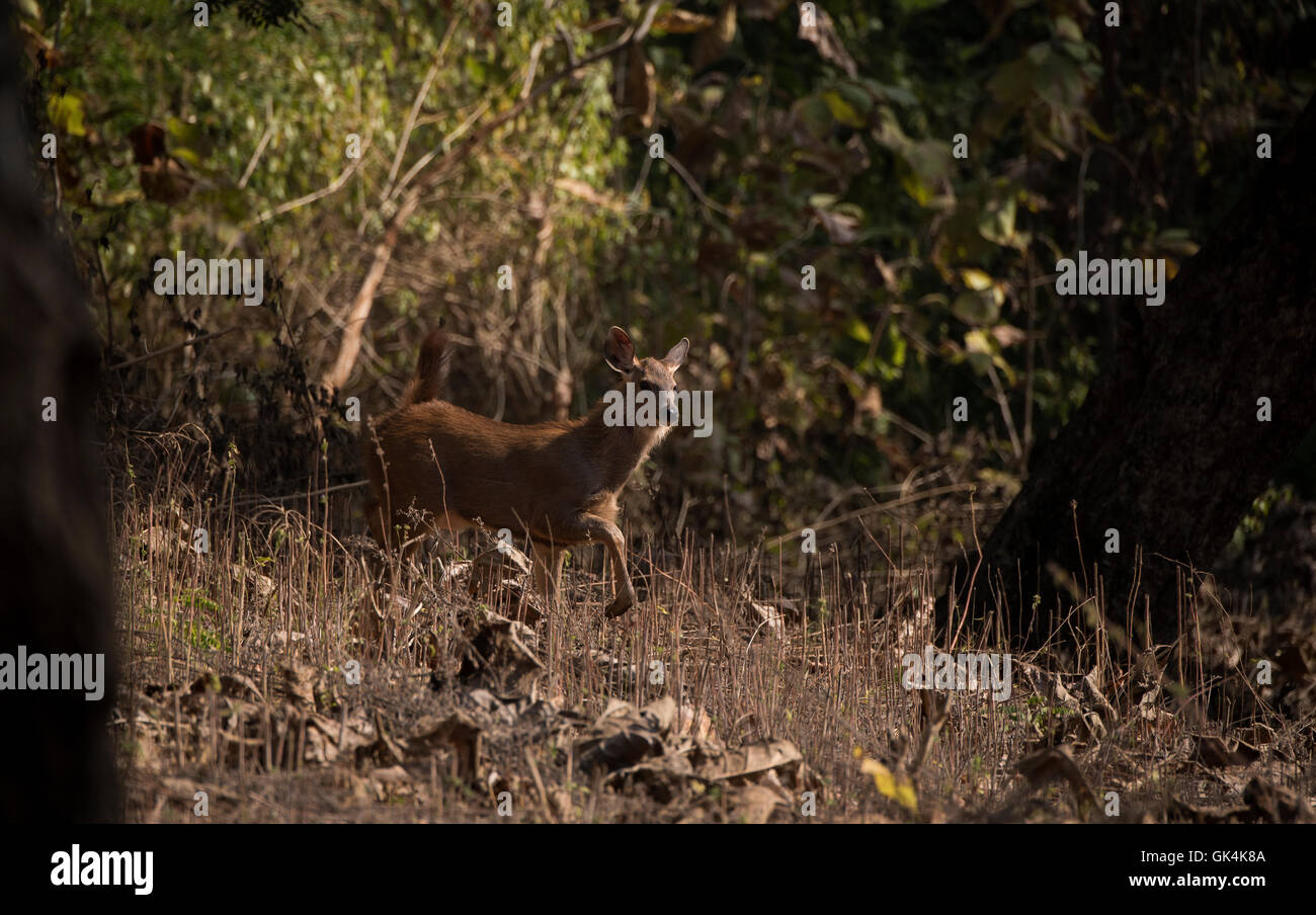 Un cerf sambar soigneusement fauve fait son chemin sur la piste en état d'alerte à l'Tadoba Andhari Tiger Reserve, Maharashtra Banque D'Images