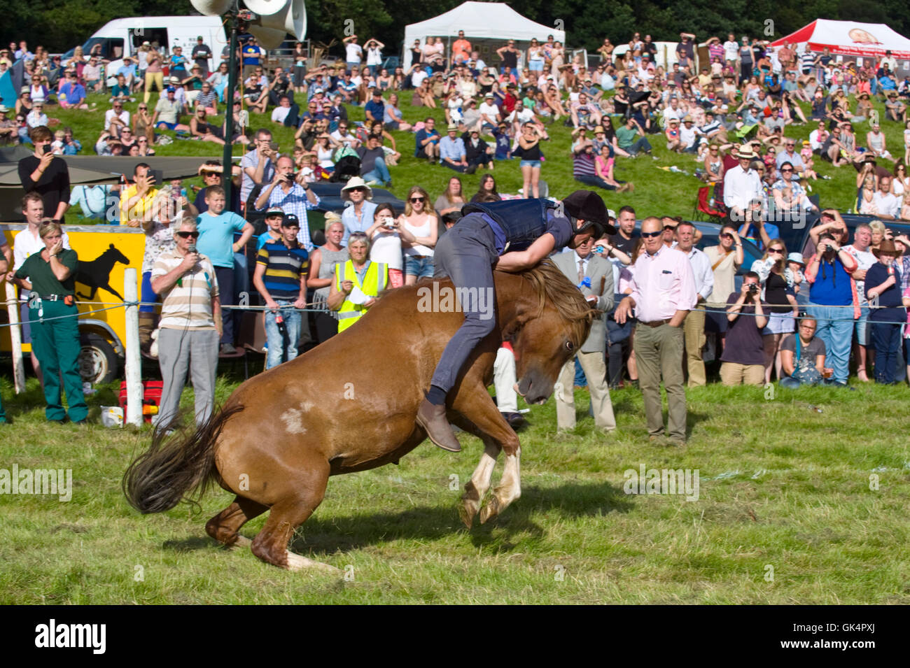 L'un des derniers pays montre au Royaume-Uni afin d'équitation rodéo encore intacte où Welsh hill ponies sont acheminés de la Montagne Noire pour voir lequel cavalier peut rester sur la plus longue. Les concurrents venaient de Devon et Cornwall à participer de nouveau les coureurs locaux. Llanthony Show, près d'Abergavenny, Monmouthshire, dans le sud du Pays de Galles, Royaume-Uni. Banque D'Images