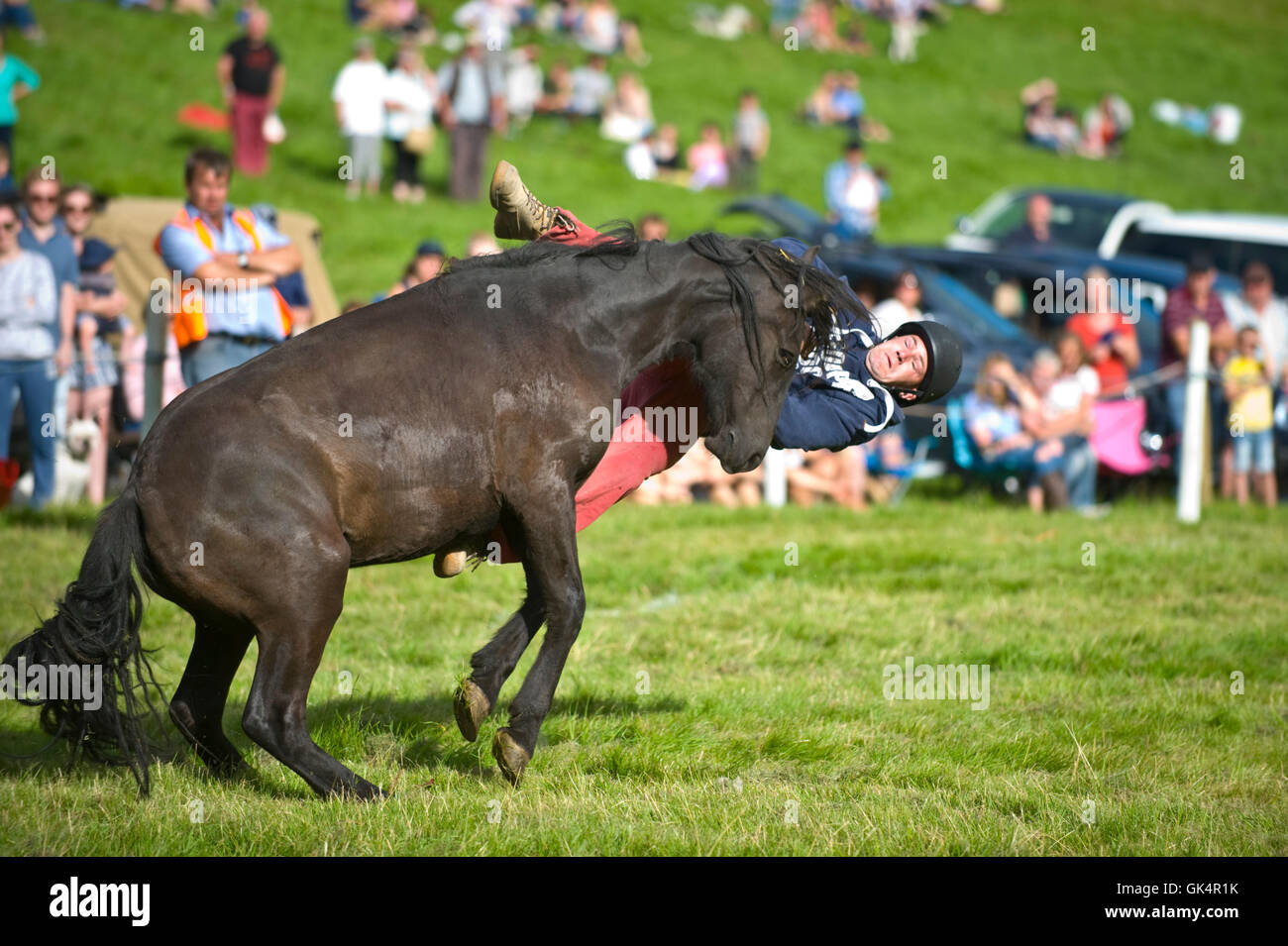 L'un des derniers pays montre au Royaume-Uni afin d'équitation rodéo encore intacte où Welsh hill ponies sont acheminés de la Montagne Noire pour voir lequel cavalier peut rester sur la plus longue. Les concurrents venaient de Devon et Cornwall à participer de nouveau les coureurs locaux. Llanthony Show, près d'Abergavenny, Monmouthshire, dans le sud du Pays de Galles, Royaume-Uni. Banque D'Images