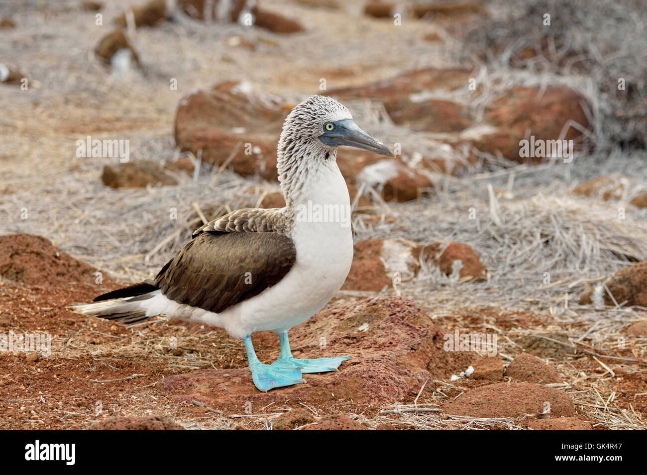 Fou à pieds bleus (Sula nebouxii), parc national des Îles Galapagos, Equateur, Nord de l'Île Seymore Banque D'Images