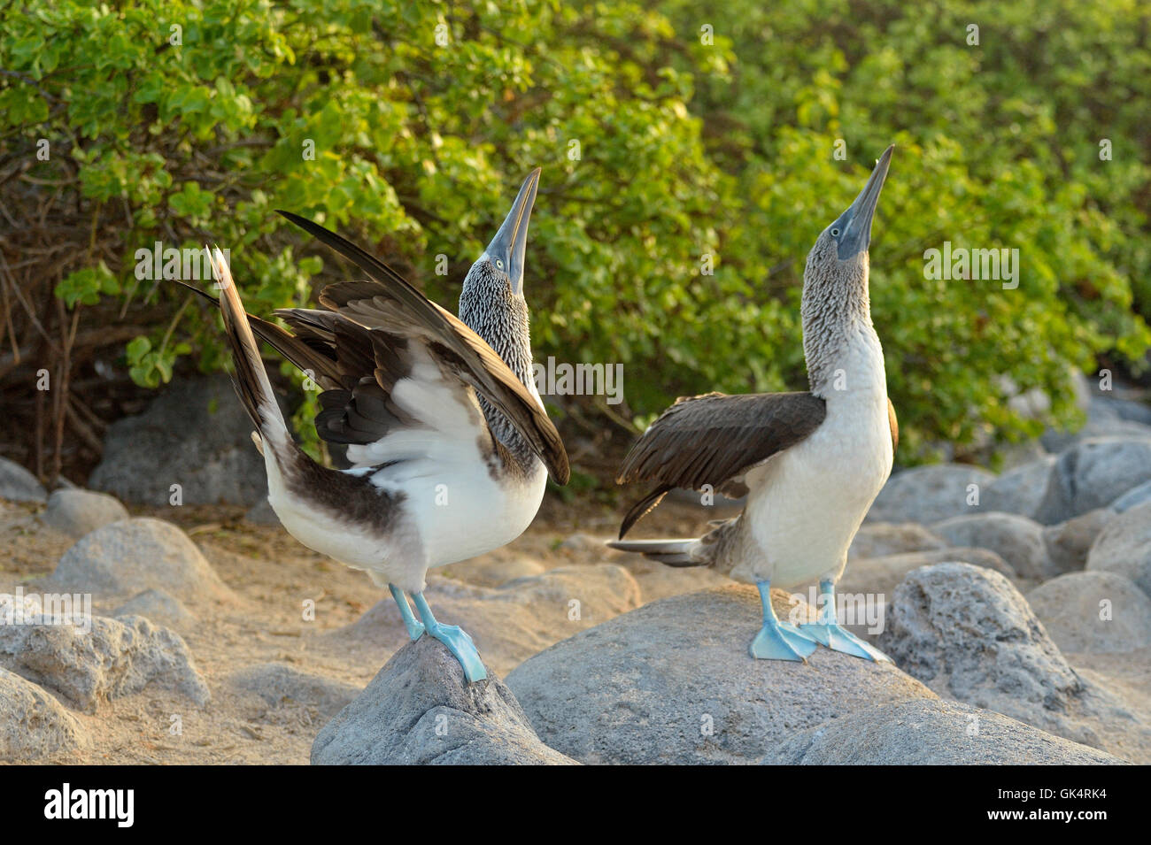 Fou Pieds Bleus Sula Nebouxii Parade De La Parade Nuptiale Le Fou Pieds Bleus Sula Nebouxii Parade De La Parade Nuptiale Le
