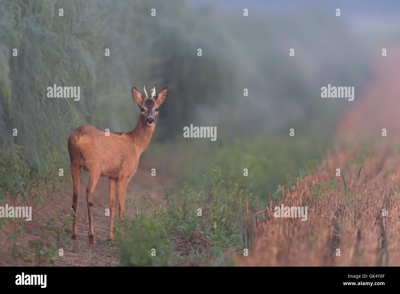 Roe deer / Reh ( Capreolus capreolus ), Young Buck, se tient à côté d'asperges cultivées haut sur un matin d'été brumeux, d'abord la lumière. Banque D'Images