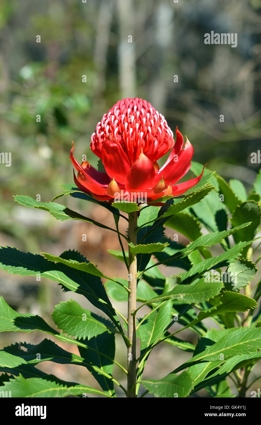 Chef d'une fleur rouge australien, le Protea (Waratah Telopea speciosissima), en plein soleil dans le Sydney bush. Flora Banque D'Images Chef d'une fleur rouge australien, le Protea (Waratah Telopea speciosissima), en plein soleil dans le Sydney bush. Flora Banque D'Images