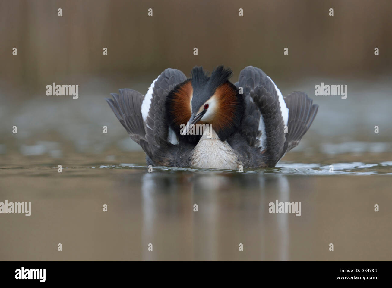 Great Crested Grebe ( Podiceps cristatus ) dans l'humeur de la cour, demi-ouvrant ses ailes et volant ses plumes, la faune, l'Europe. Banque D'Images