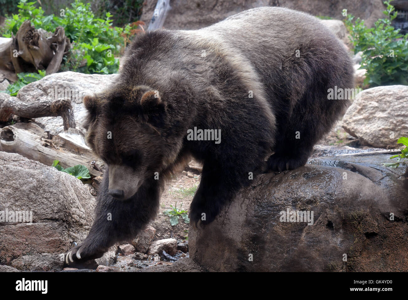 La marche de l'ours grizzli sur terrain rocailleux, dans son environnement naturel Banque D'Images