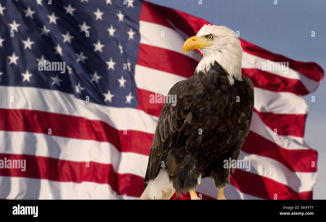 Ciel Bleu Et Drapeau Americain Avec L Aigle Chauve Photo Stock Alamy