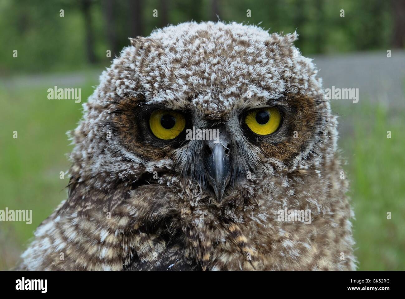 Chouette, grand-duc d'Amérique, jeune grand-duc d'Amérique, de la nature, de la faune Banque D'Images