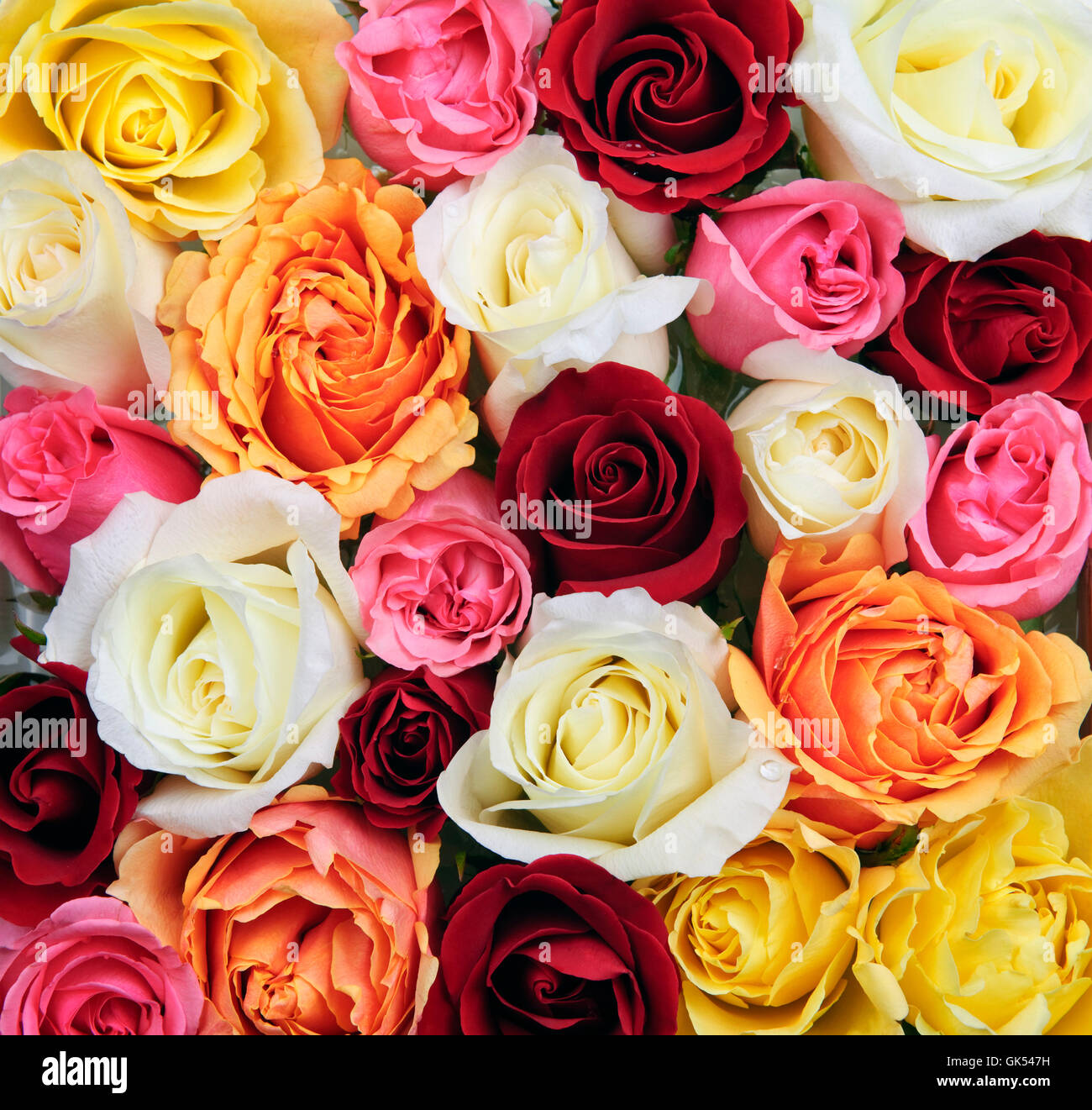 Plante fleur rose Banque D'Images