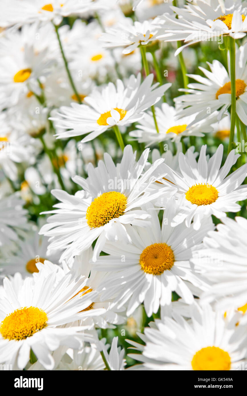 Fleur de jardin Gros plan Banque D'Images