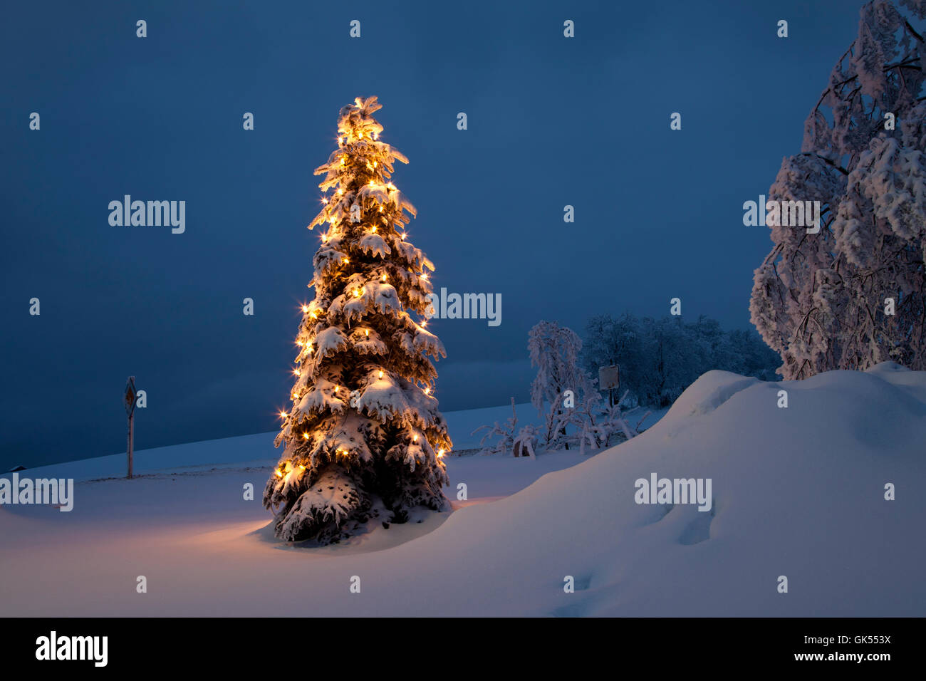 Arbre de Noël dans la neige / hiver Banque D'Images