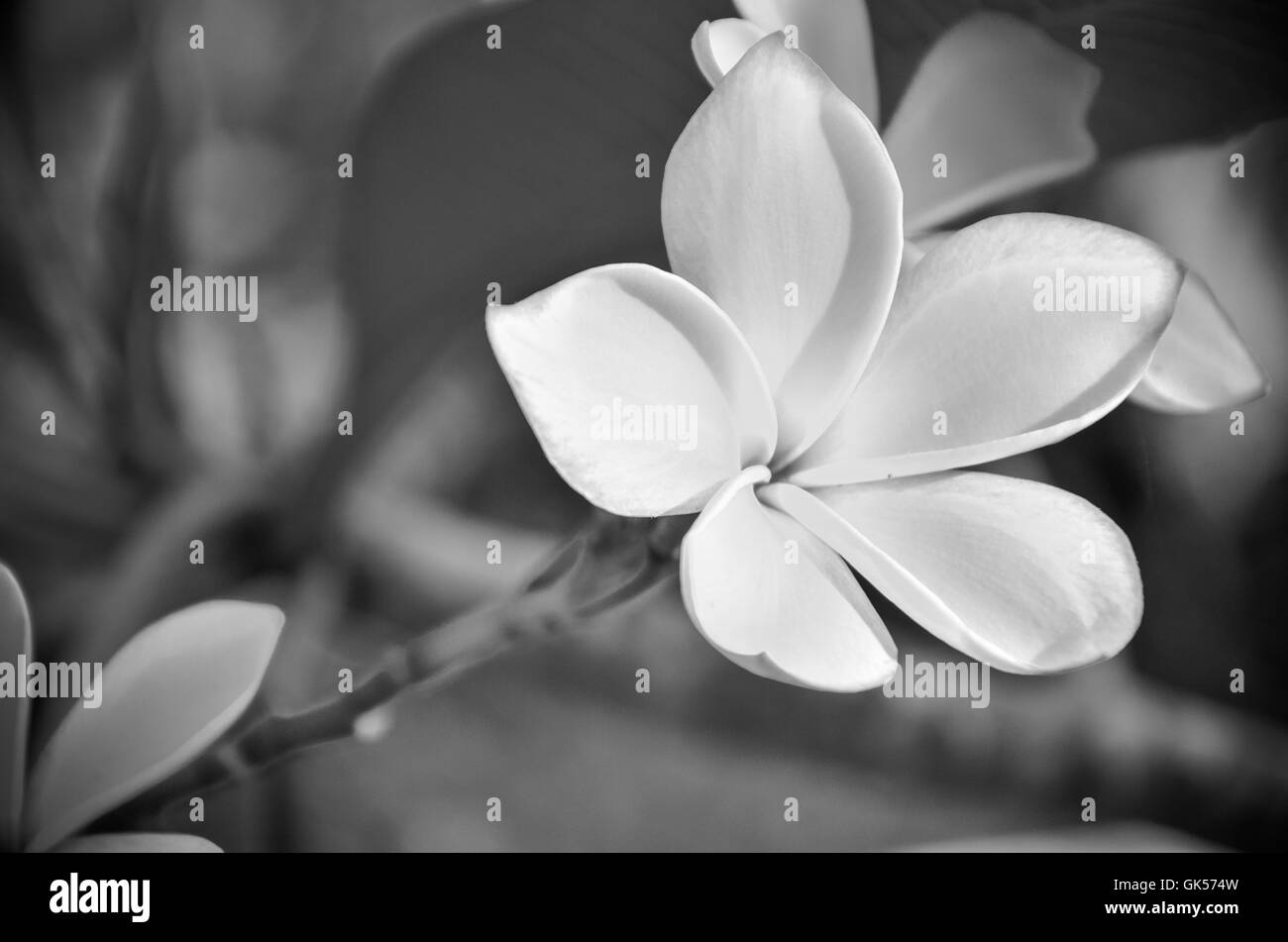Frangipanier blanc fleur tropicale, plumeria flower blooming sur arbre, fleurs spa Banque D'Images