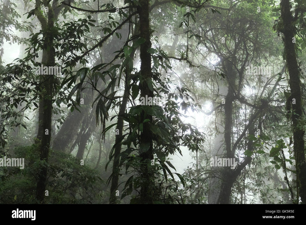 Forêt Nuageuse de Monteverde, Costa Rica, Amérique Centrale Banque D'Images