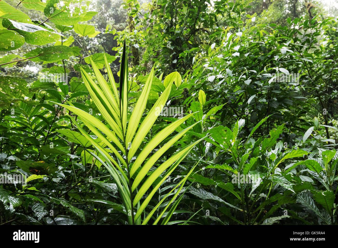Rainforest, Costa Rica, Amérique Centrale Banque D'Images