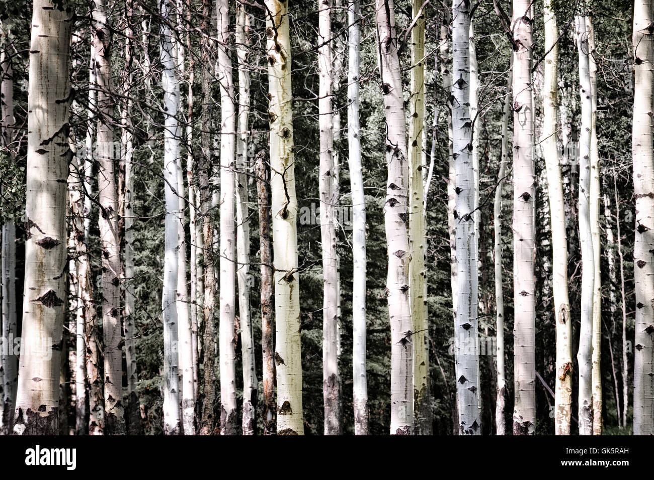 Arbre arbres woods Banque D'Images