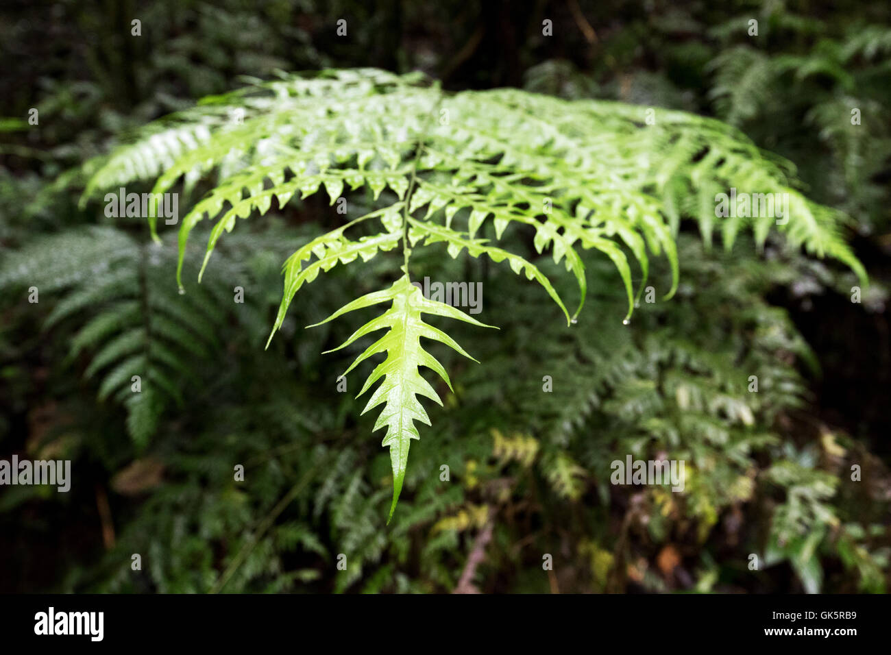Tree fern leaf, la forêt tropicale de Monteverde, Costa Rica, Amérique Centrale Banque D'Images