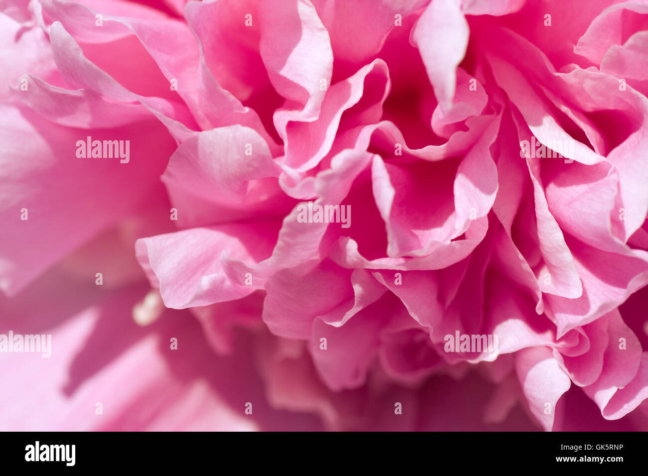 Belle en fleur de pivoine avec la couleur rose Banque D'Images