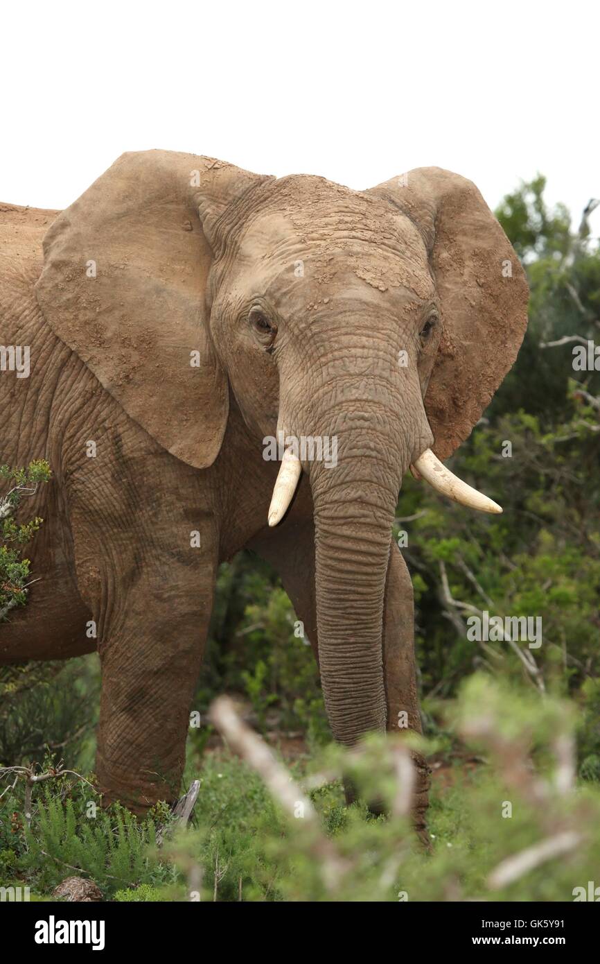 L'éléphant d'Afrique Banque D'Images