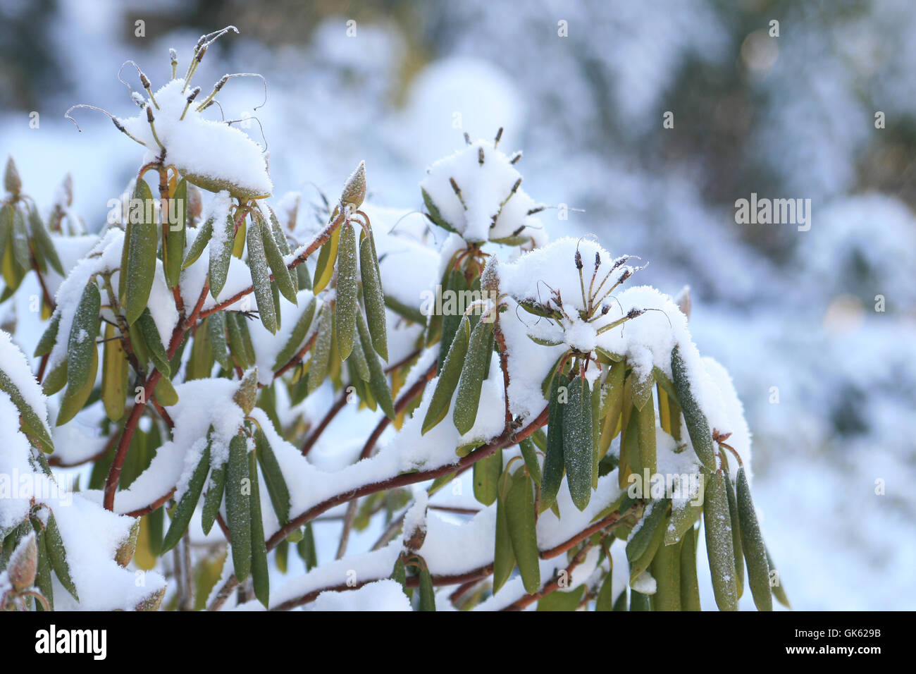 Hiver rhododendron Banque de photographies et d'images  haute rsolution -  Alamy