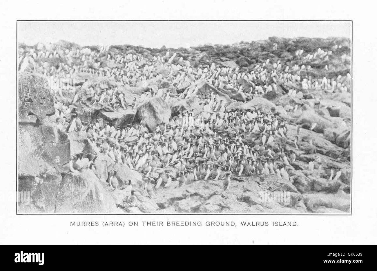 Les murmuros, également connus sous le nom d'Arra, sont des oiseaux de mer qui nichent dans de grandes colonies sur des falaises rocheuses, comme celles que l'on trouve sur l'île Walrus. Ces oiseaux se reproduisent en été, pondent des œufs sur les falaises et dépendent de l'océan environnant pour se nourrir. Banque D'Images