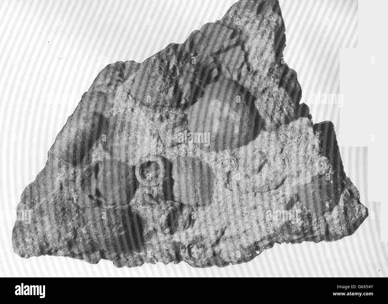 Ce titre fait référence aux coquillages fossilisés et aux coraux, vestiges de la vie marine antique trouvés au fond de la mer. Ces fossiles fournissent un aperçu précieux des milieux marins passés et de l'évolution de la vie océanique. Banque D'Images