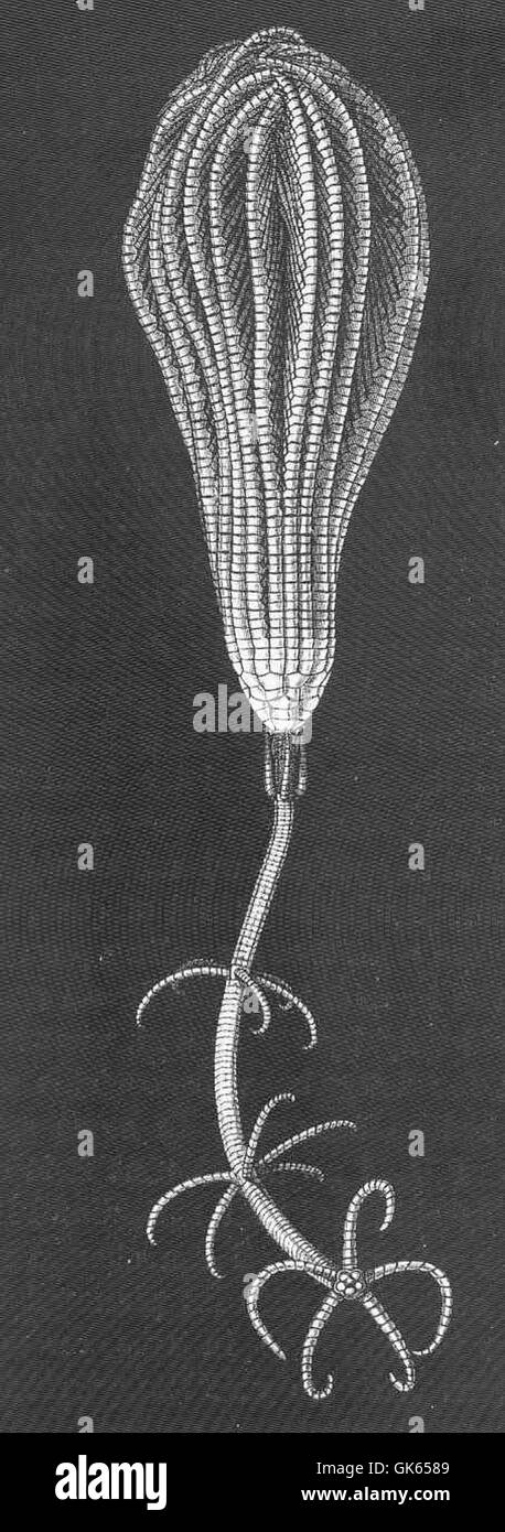 Pentacrinus wyville-thomsoni, communément appelé étoile à plumes, est une espèce de crinoïde que l'on trouve dans les milieux marins profonds. Cette espèce est nommée d'après Sir Charles Wyville Thomson, un biologiste marin remarquable. Il présente des bras ramifiés distincts utilisés pour l'alimentation. Banque D'Images