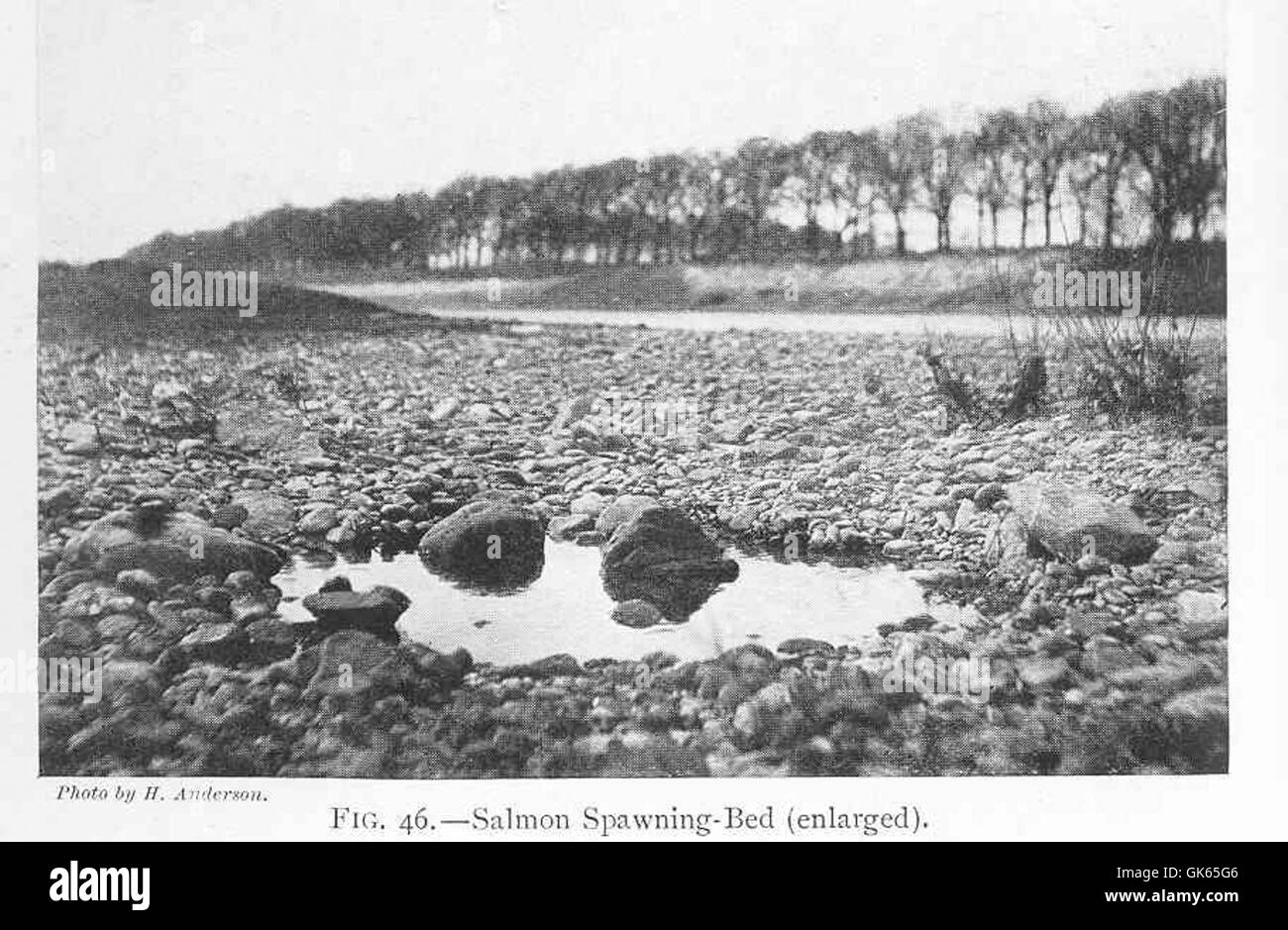 Un lit de frai du saumon est un élément essentiel du cycle de vie du poisson. Ces gisements, que l'on trouve généralement dans les rivières propres et froides, sont l'endroit où les saumons pondent leurs œufs, assurant ainsi la pérennité de leur espèce. Banque D'Images