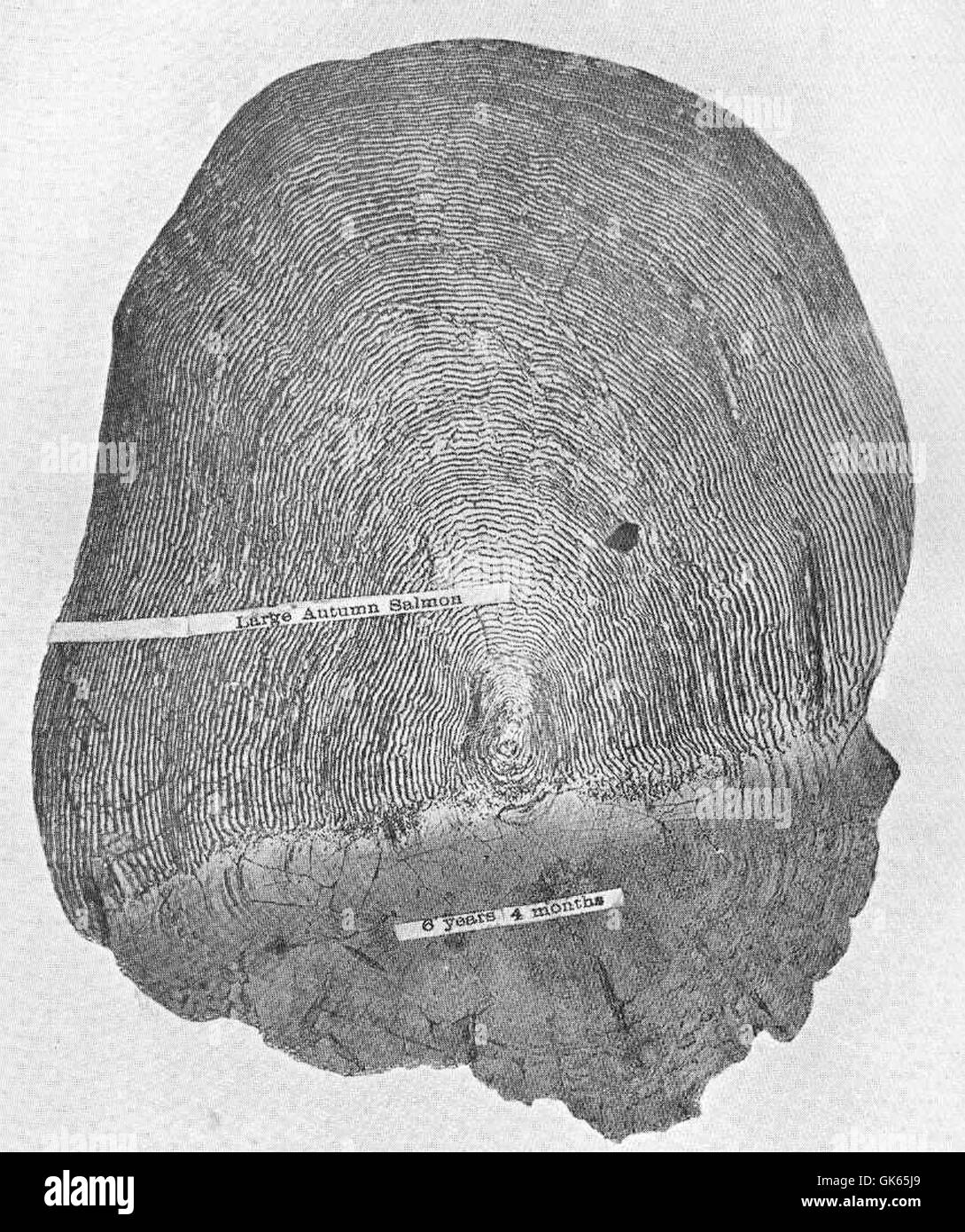 Cette écaille de saumon de 40 livres, enregistrée en août 1906, marque le premier retour d'un saumon de la mer. Les saumons sont connus pour leur remarquable voyage migratoire de l'eau douce à l'océan et vice-versa. Banque D'Images