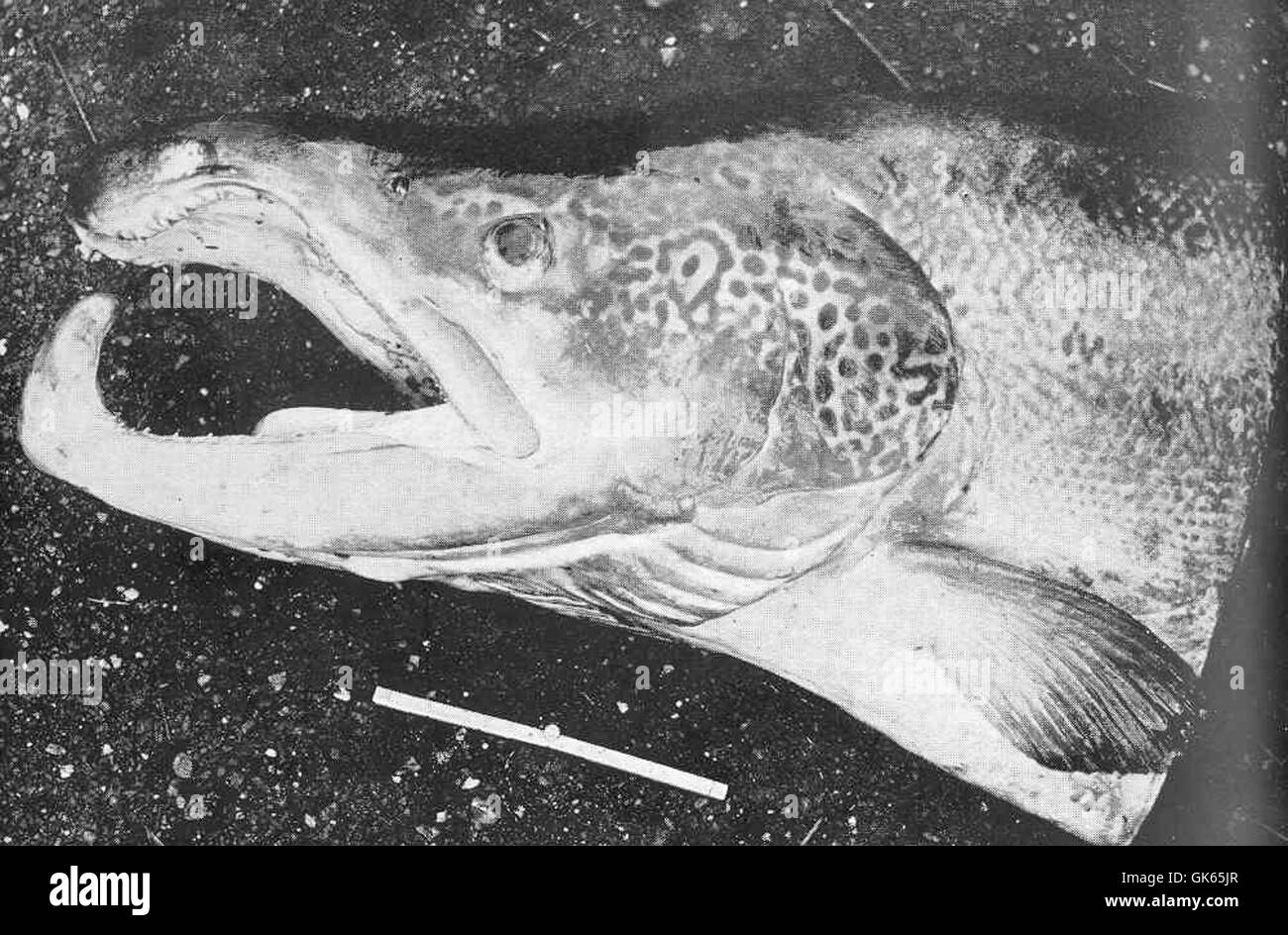 Un saumon mâle de 63 livres, capturé par la tige sur la rivière Tay en octobre 1907, est montré en gros plan. Cette prise historique met en évidence la taille et la force des espèces de saumon présentes dans la rivière. Banque D'Images