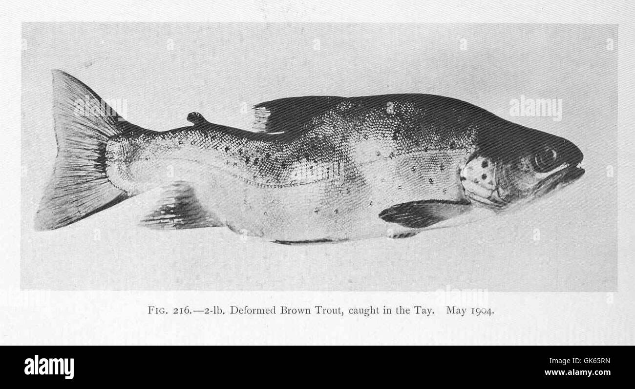 49692 2-lb déformé la truite brune, pris dans le Tay Mai 1904 Banque D'Images