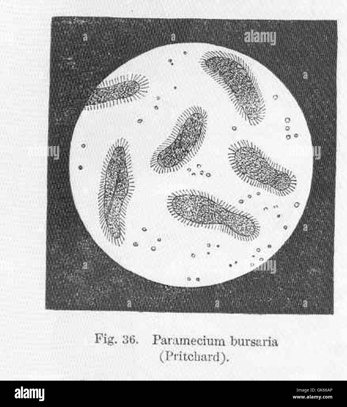 Paramecium bursaria Pritchard (50042) Banque D'Images