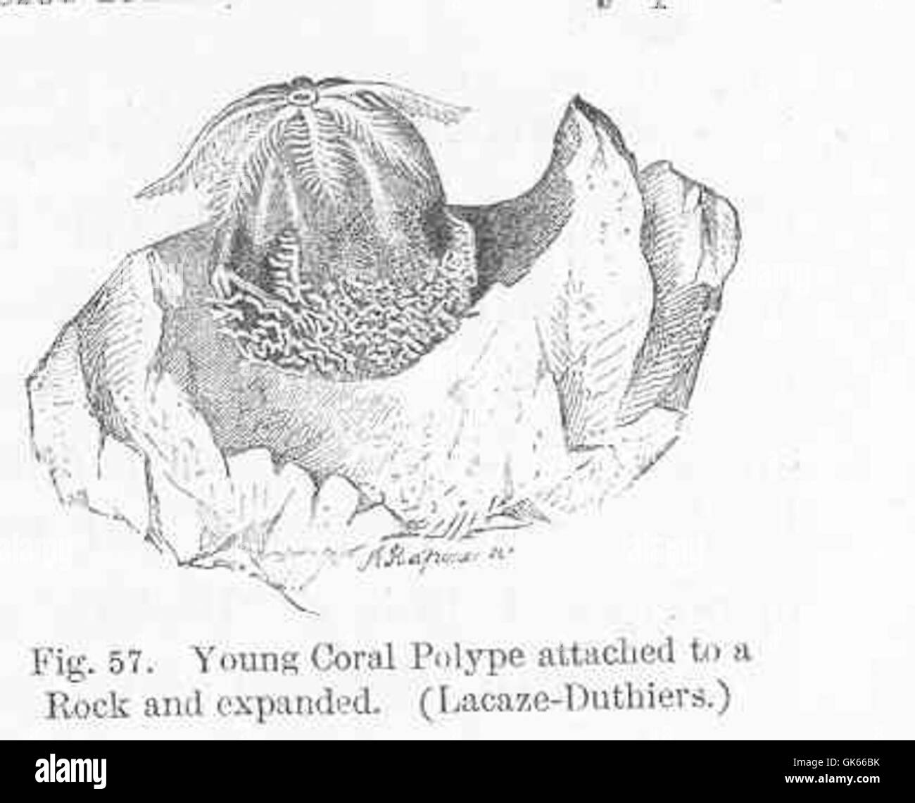 Cette image montre un jeune polype de corail, attaché à un rocher et entièrement dilaté. Le polype est un stade précoce crucial de la croissance corallienne, contribuant au développement des récifs coralliens. L'espèce porte le nom de Lacaze-Duthiers, un biologiste marin. Banque D'Images