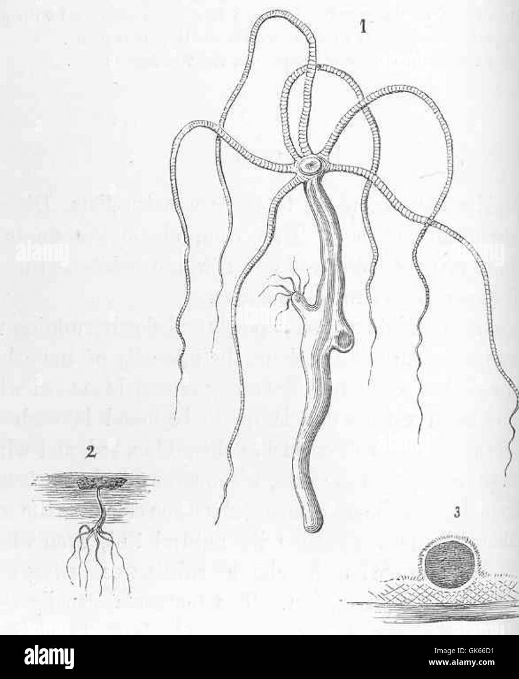 Hydra vulgaris est une espèce d'invertébré d'eau douce connue pour ses capacités régénératrices. On le trouve couramment dans les étangs et les ruisseaux, présentant une structure de corps tubulaire et une symétrie radiale. Banque D'Images